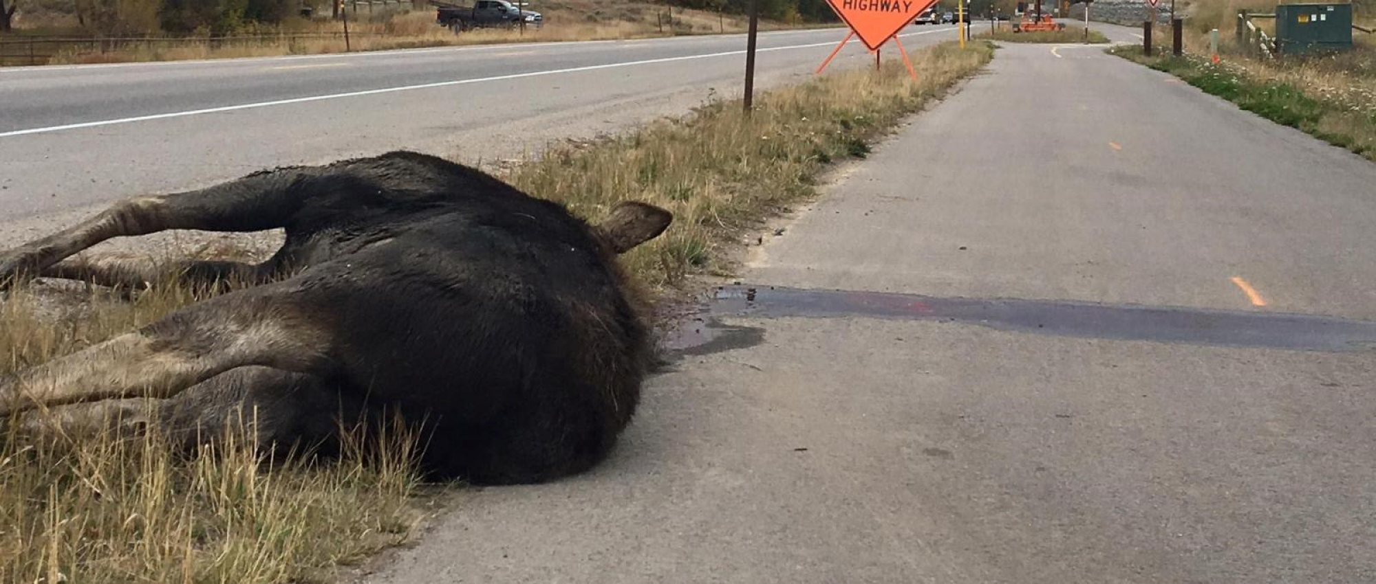 Engage Page -WildlifeGuards - 1000x425